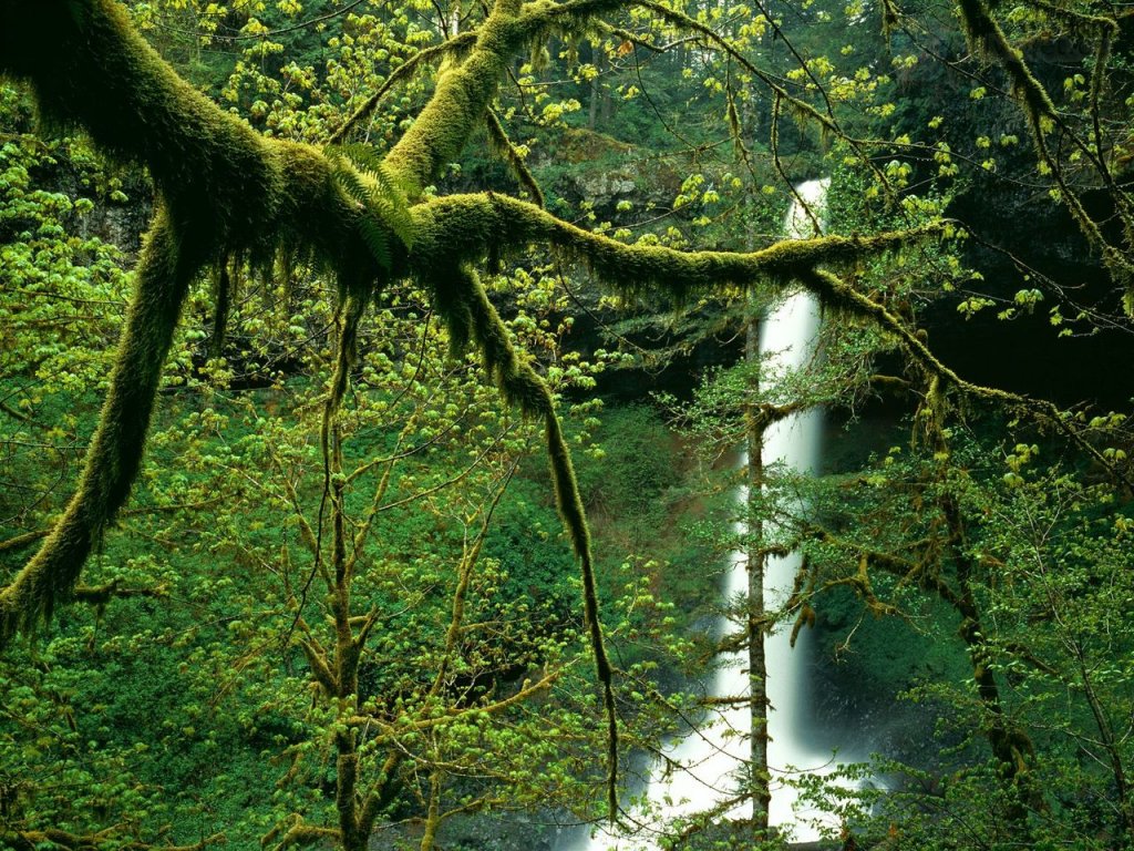 Foto: Moss Covered Trees Near North Falls, Silver Falls State Park, Oregon