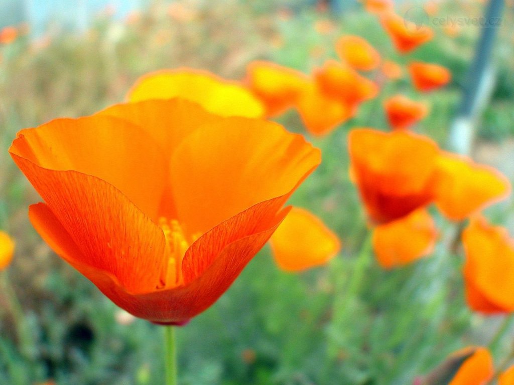 Foto: California Poppies, Ucr Botanic Gardens, Riverside, California