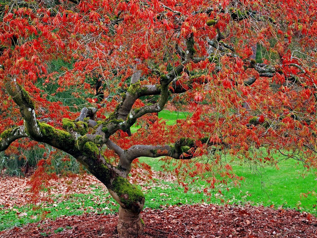 Foto: Maple Tree, Seattle Arboretum, Washington