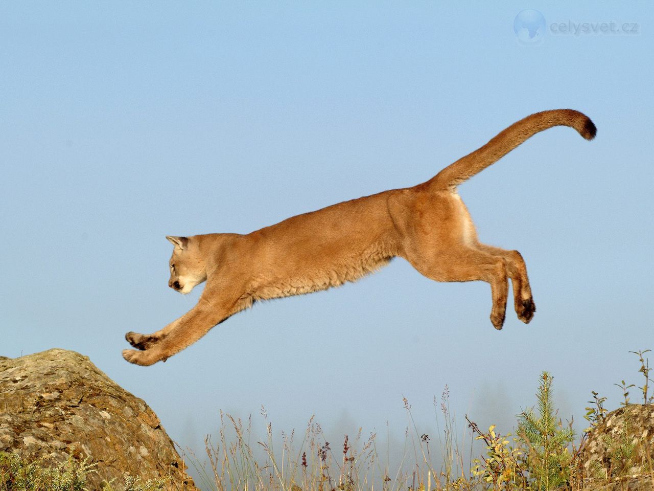 Foto: Leaping Cougar, Montana