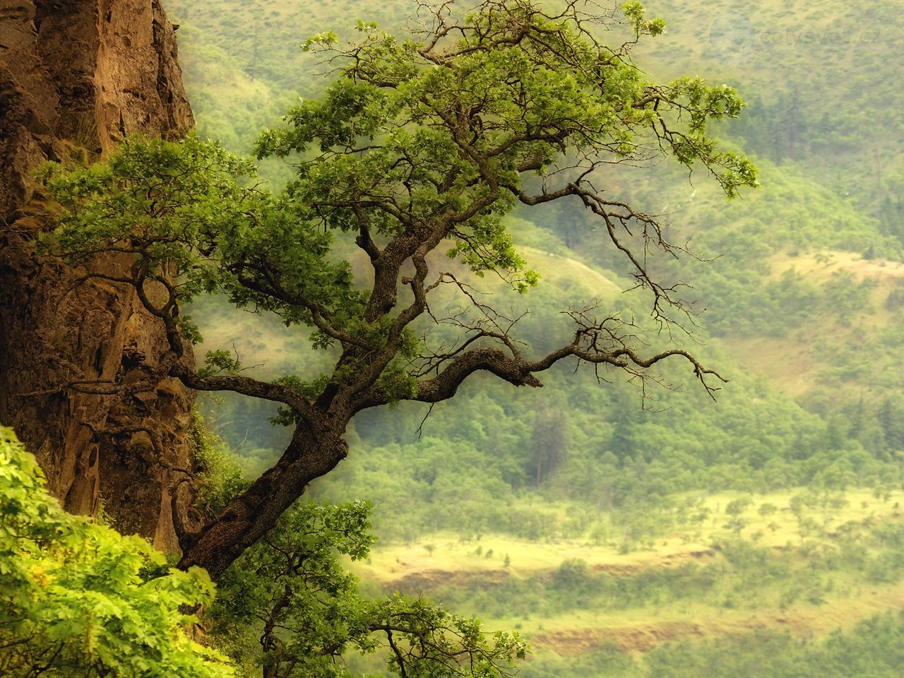 Foto: Oak Tree Over The Columbia River, Washington