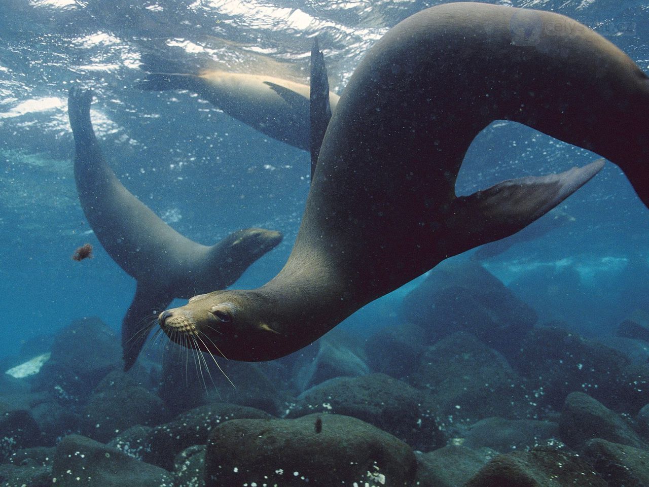 Foto: Galapagos Sea Lions, Galapagos Islands