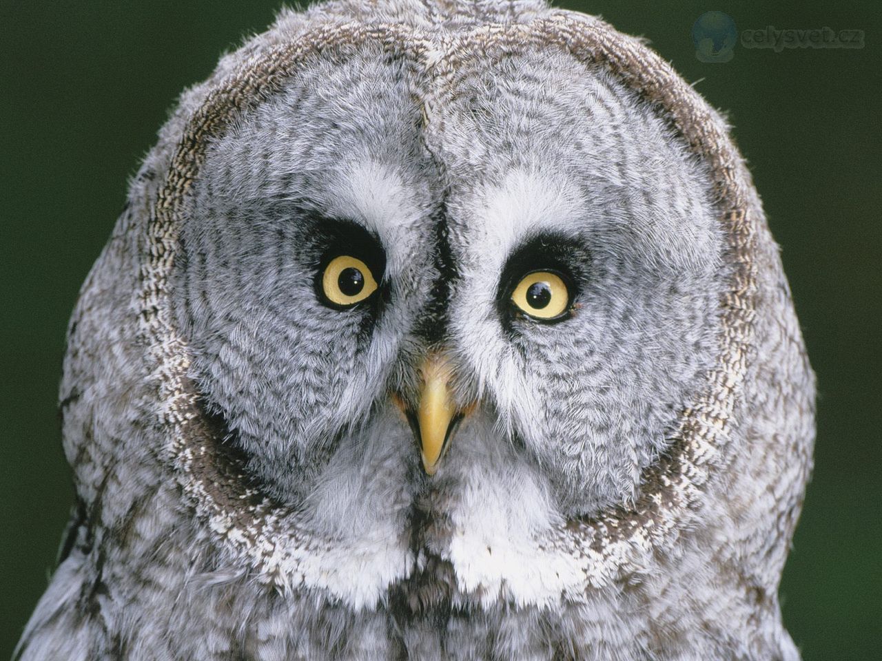 Foto: Great Gray Owl, Finland