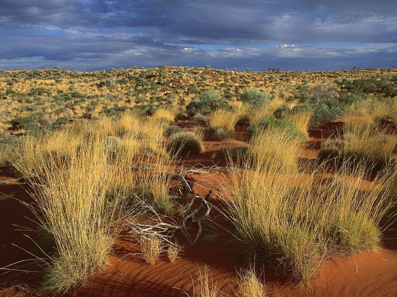 Foto: Spinifex Grass, Little Sandy Desert, Australia