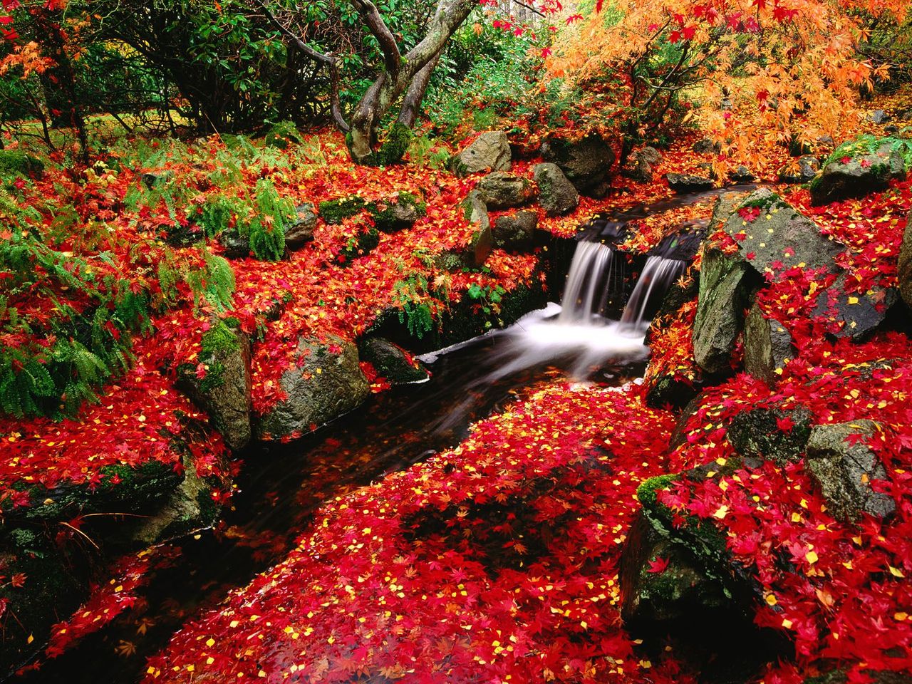 Foto: Japanese Maple And Creek, Beacon Hill Park, Victoria, British Columbia, Canada