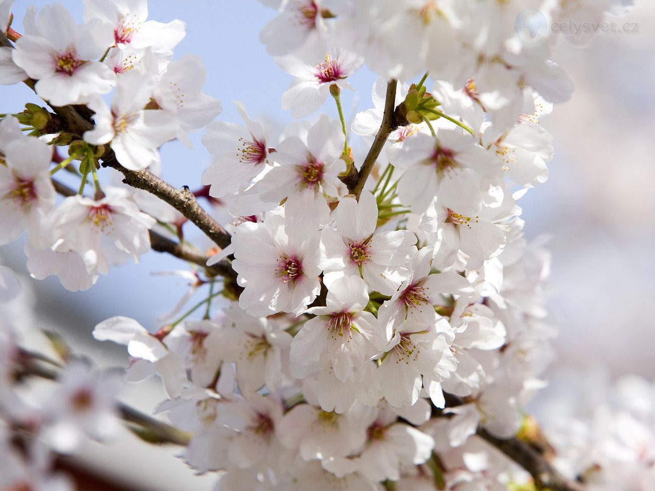 Foto: Cherry Blossoms, Tokyo, Japan