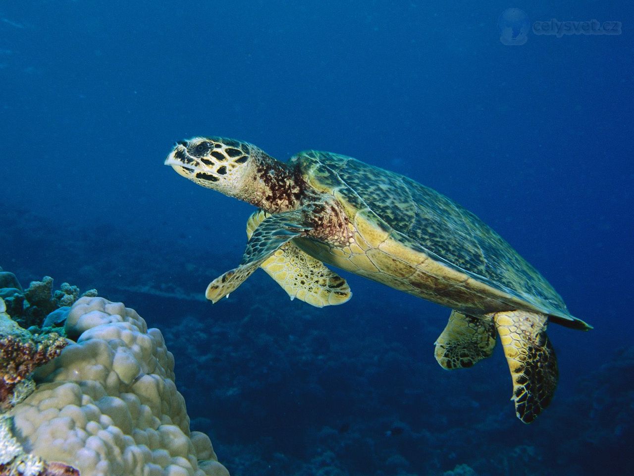 Foto: Hawksbill Turtle, Malaysia