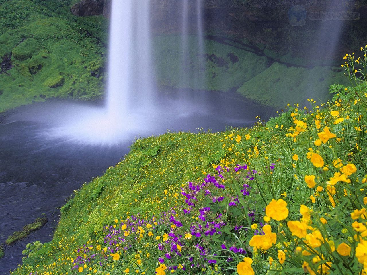 Foto: Seljalandsfoss Falls And Wildflowers, Iceland