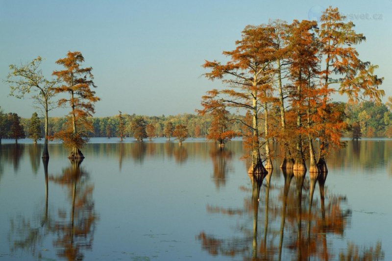 Foto: Cypress Trees Bathed In Morning Light, Horseshoe Lake, Illinois