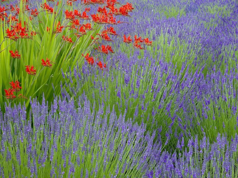 Foto: Lavender And Crocosmia, Bainbridge Island, Washington