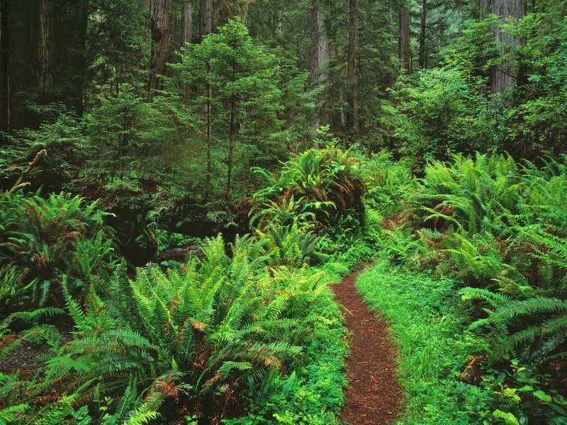 Foto: Trail Through Sword Ferns And Redwoods, Redwood National Park, California