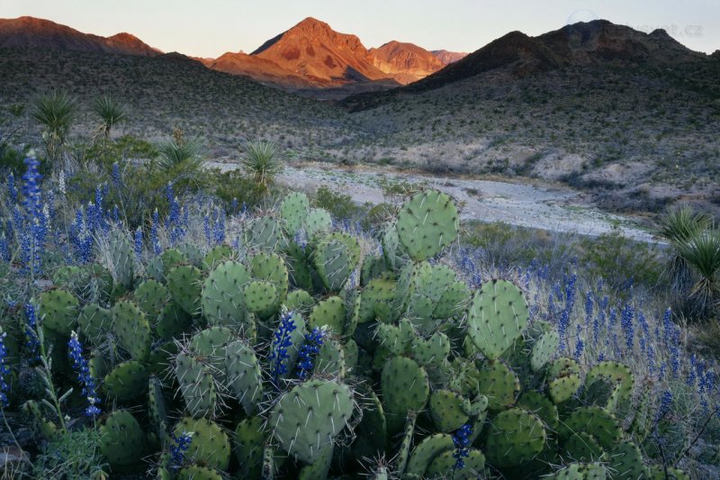 Foto: Pricklypear Cactus And Texas Bluebonnets, Big Bend National Park, Texas