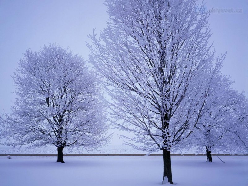 Foto: Hoar Frost Covered Trees, Lasalle County, Illinois