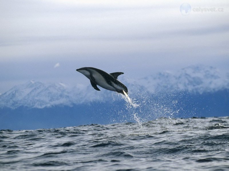 Foto: Dusky Dolphin, New Zealand