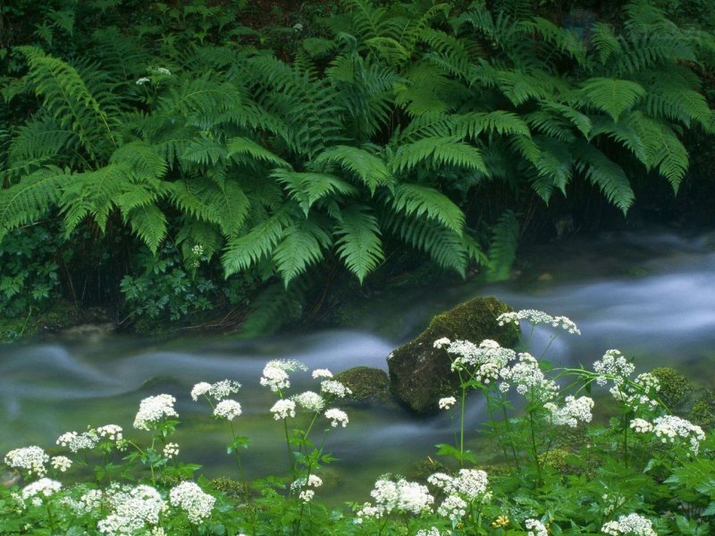 Foto: Krajcarica Creek, Triglav National Park, Slovenia