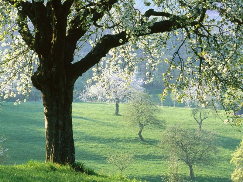 Foto: Cherry Tree, Germany