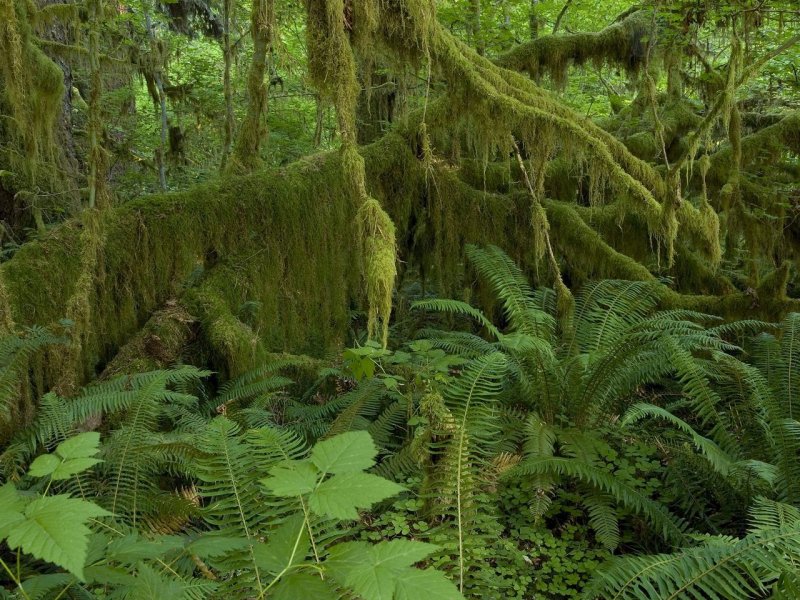 Foto: Hall Of Mosses, Hoh Rain Forest, Olympic National Park, Washington