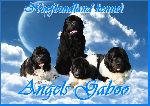 Chovatelska stanice ps: ANGELS GABOO