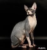 Chovatelska stanice ps: PHARAOH SPHYNX